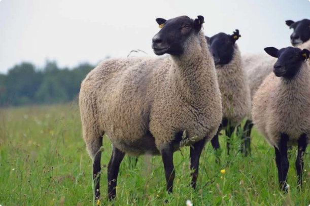 Разведение овец Романовской породы